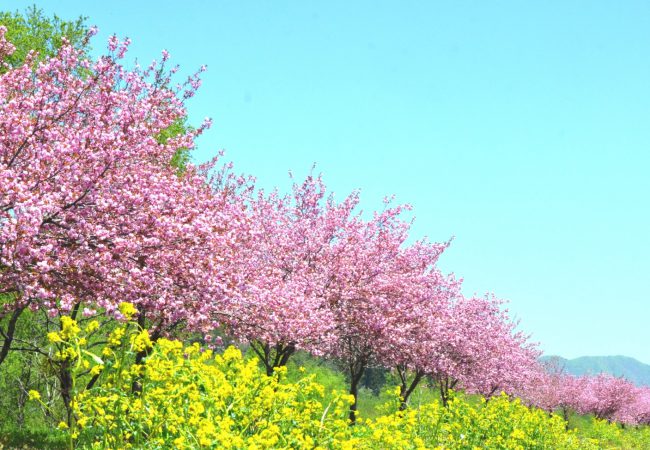 伊南川沿いの桜並木 南会津町観光物産協会